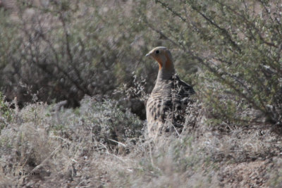 Pallas's Sandgrouse, Sogety Valley, Kazakhstan