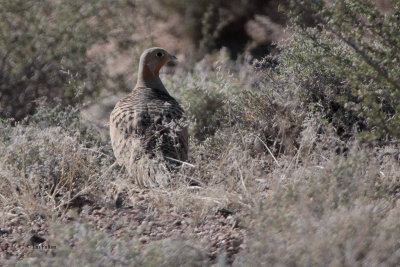 Pallas's Sandgrouse, Sogety Valley, Kazakhstan