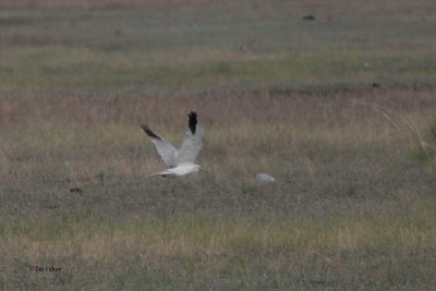 Pallid Harrier, Korgalzhyn, Kazakhstan