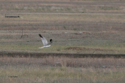 Pallid Harrier, Korgalzhyn, Kazakhstan