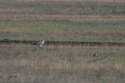 Pallid Harrier, Korgalzhyn, Kazakhstan