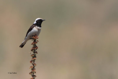 Pied Wheatear, Kokpek Pass, Kazakhstan