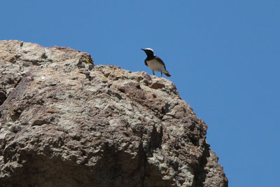 Pied Wheatear, Kokpek Pass, Kazakhstan