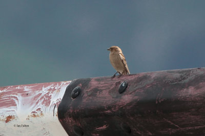 Plain Mountain Finch, Cosmos Station-Tien Shan Mountains, Kazakhstan