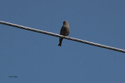 Plain Mountain Finch, Cosmos Station-Tien Shan Mountains, Kazakhstan