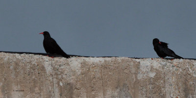 Red-billed Chough, Cosmos Station-Tien Shan Mountains, Kazakhstan