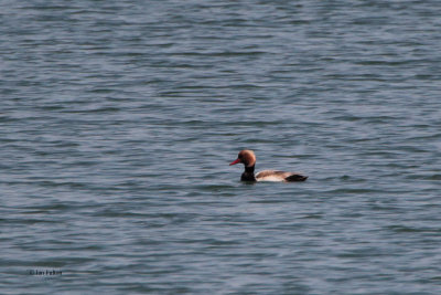 Red-crested Pochard, Sorbulak Lakes, Kazakhstan