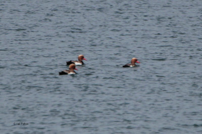 Red-crested Pochard, Sorbulak Lakes, Kazakhstan