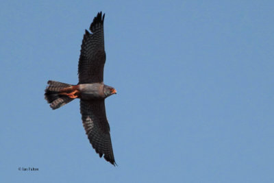 Red-footed Falcon, near Korgalzhyn, Kazakhstan