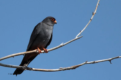 Red-footed Falcon, near Korgalzhyn, Kazakhstan