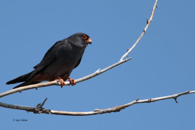 Red-footed Falcon, near Korgalzhyn, Kazakhstan