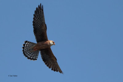 Red-footed Falcon, near Korgalzhyn, Kazakhstan