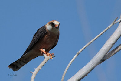 Red-footed Falcon, near Korgalzhyn, Kazakhstan