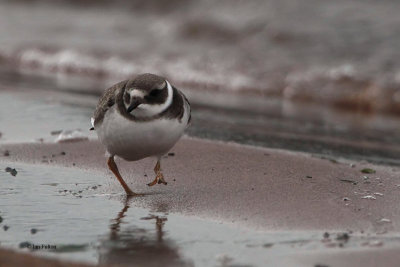 Ringed Plover (juvenile), Ring Point-RSPB Loch Lomond, Clyde