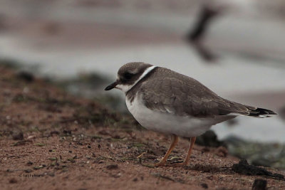 Ringed Plover (juvenile), Ring Point-RSPB Loch Lomond, Clyde