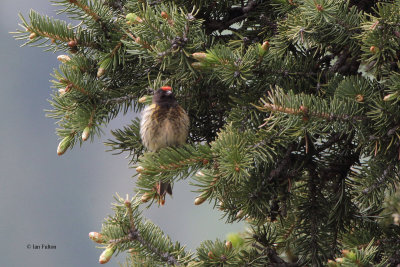 Red-fronted Serin, Tien Shan Mountains, Kazakhstan