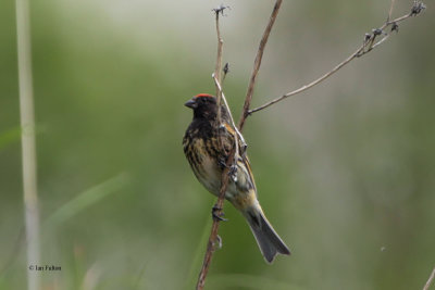 Red-fronted Serin, Tien Shan Mountains, Kazakhstan