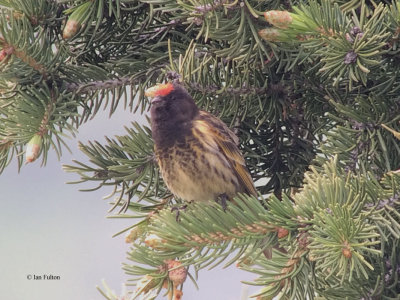 Red-fronted Serin, Tien Shan Mountains, Kazakhstan