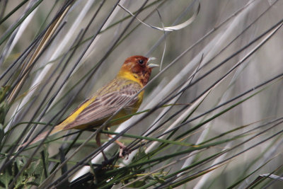 Red-headed Bunting, Tamgaly, Kazakhstan