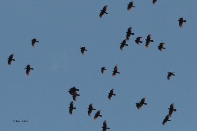 Rooks, Kokpek Pass, Kazakhstan