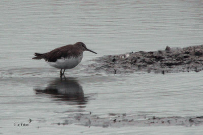 Green Sandpiper, RSPB Baron's Haugh, Clyde