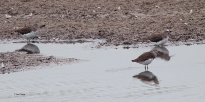 Green Sandpiper, RSPB Barons Haugh, Clyde