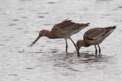 Black-tailed Godwit, RSPB Baron's Haugh, Clyde