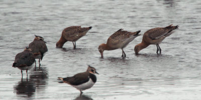 Black-tailed Godwit, RSPB Baron's Haugh, Clyde