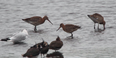 Black-tailed Godwit, RSPB Baron's Haugh, Clyde