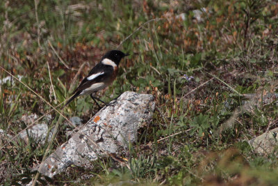 Siberian Stonechat, Tien Shan Mountains, Kazakhstan