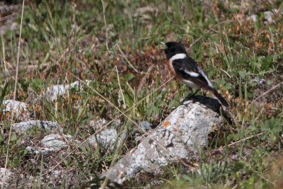 Siberian Stonechat, Tien Shan Mountains, Kazakhstan