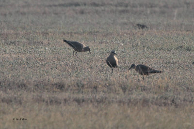 Sociable Lapwing, near Korgalzhyn, Kazakhstan