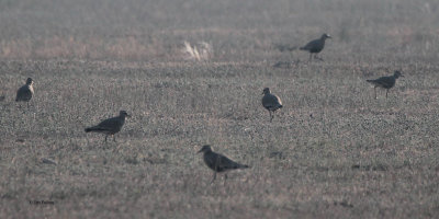 Sociable Lapwing, near Korgalzhyn, Kazakhstan