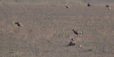 Sociable Lapwing, near Korgalzhyn, Kazakhstan