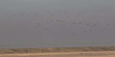 Sociable Lapwing, near Korgalzhyn, Kazakhstan