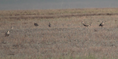 Sociable Lapwing, near Korgalzhyn, Kazakhstan