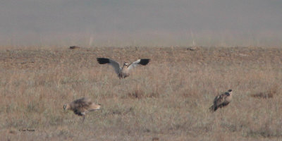 Sociable Lapwing, near Korgalzhyn, Kazakhstan