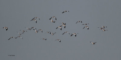 Sociable Lapwing, near Korgalzhyn, Kazakhstan