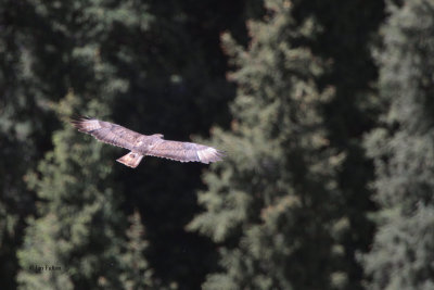 Steppe Buzzard, Tien Shan Mountains, Kazakhstan