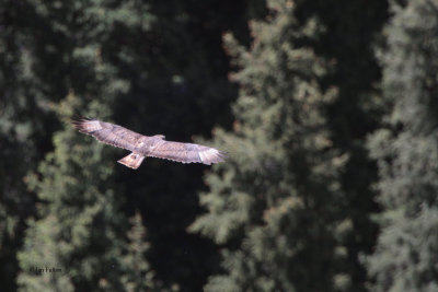 Steppe Buzzard, Tien Shan Mountains, Kazakhstan