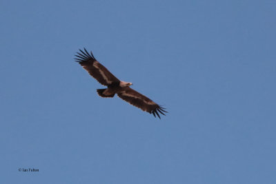 Steppe Eagle, Sogety Valley, Kazakhstan