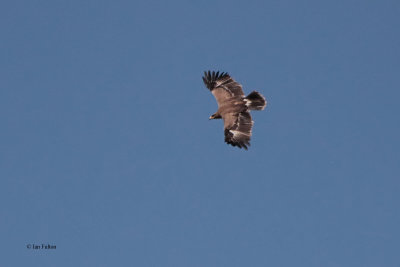 Steppe Eagle, Sogety Valley, Kazakhstan