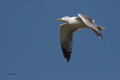 Steppe Gull, near Korgalzhyn, Kazakhstan