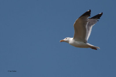 Steppe Gull, near Korgalzhyn, Kazakhstan