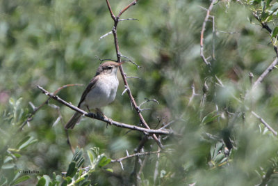 Syke's Warbler, Tamgaly, Kazakhstan