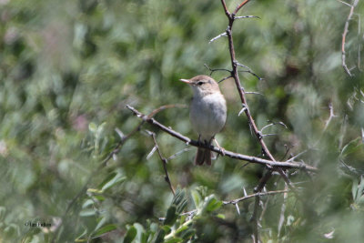 Syke's Warbler, Tamgaly, Kazakhstan