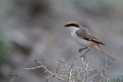 Turkestan Shrike, Sogety Valley, Kazakhstan