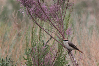 Turkestan Shrike, Sogety Valley, Kazakhstan