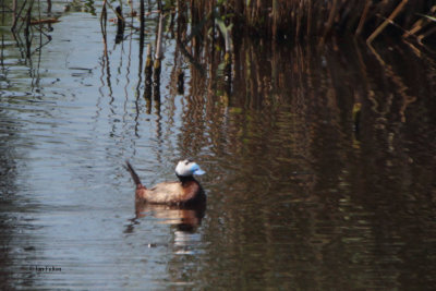 White-headed Duck, Sorbulak Lake, Kazakhstan