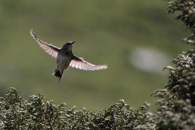 White-tailed Rubythroat, Tien Shan Mountains, Kazakhstan